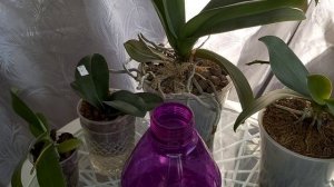 Сделай ТАК❗ и ОРХИДЕИ ОБРАСТУТ Корнями ПЫШНОЕ ЦВЕТЕНИЕ у всех орхидей