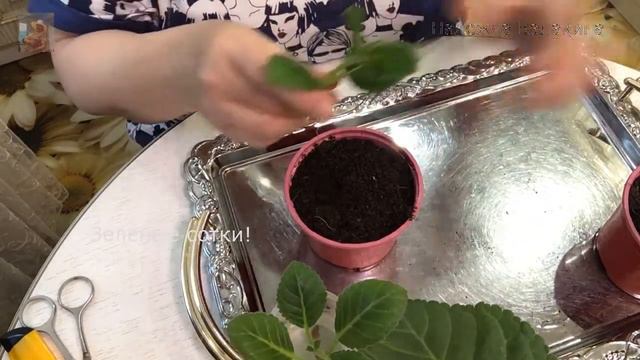 Выхода нет! Предновогодняя посадка глоксиний. смотреть онлайн