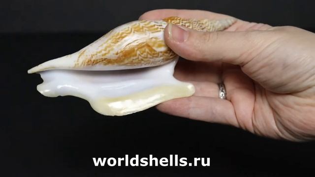 Стромбус листери (Strombus listeri) 14 см. коллекц.