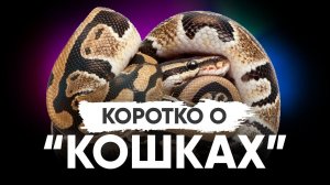 Коротко о "Кошках" - содержание королевских питонов