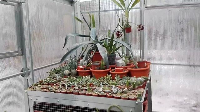 Наша оранжерея — Серия 3 — Субтропическое отделение смотреть онлайн