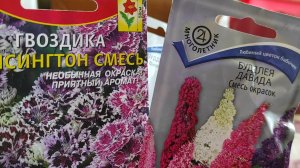 Выращивание будлеи Давида и гвоздики из семян
