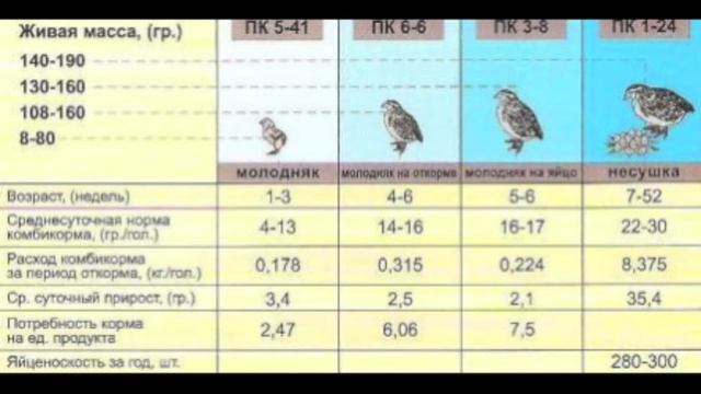 РАЗВЕДЕНИЕ ПЕРЕПЕЛОВ КАК БИЗНЕС