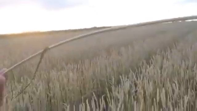 Тойгильдин А.Л. О вредителе хлебный пилильщик озимой пшеницы смотреть онлайн