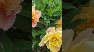 пион JOANNA MARLENE