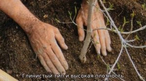 Груша Елена