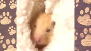 ПРИКОЛЫ С ХОМЯКАМИ Funny Hamsters Videos (СМЕШНАЯ ОЗВУЧКА) Hamsters Like #260