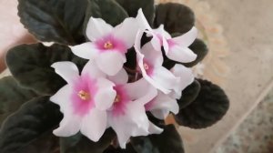 Комнатная фиалка Optimara Kansas (Holtkamp)