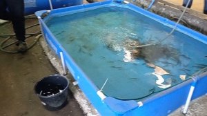 Покупка малька линя в свой пруд