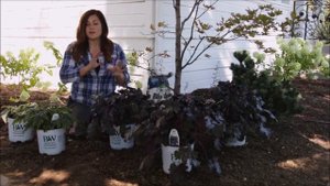 Хосты и гейхеры. Цветник из многолетников. Декоративный сад 12