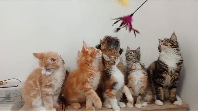 Мейн-кун в котята