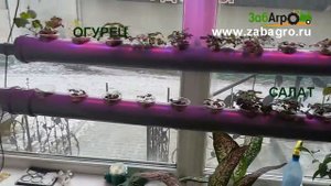 Аквапоника своими руками.
