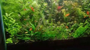 Аквариуму на земле 7 месяцев. Что может быть прекраснее?