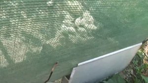 перепелки: вольерное содержание