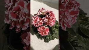 Фиалка Морозная Вишня (К. Морев)