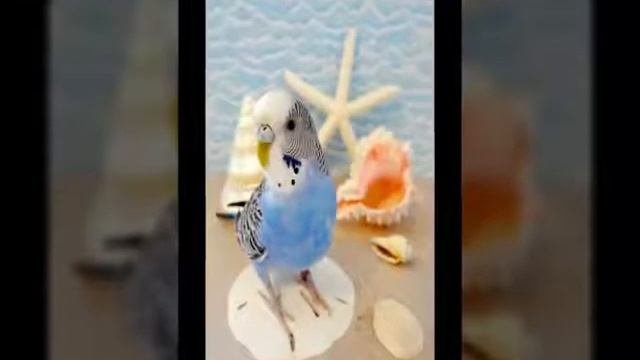 Окрасы волнистых попугаев!!!Самые популярные попугайчики ???