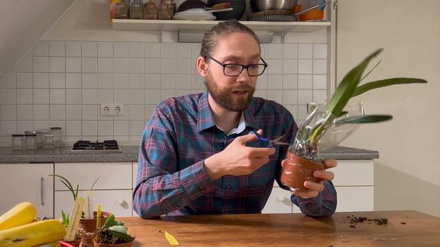 Orchid Haul Part 2 | THE NON-MINIS | Cattleya/Laelia species (cause duh) | any tips for walkerianas смотреть онлайн