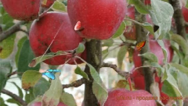 Яблоня обыкновенная Брусничное (yablonya-brusnichnoe) ? обзор: как сажать, саженцы яблони Бруснично