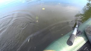 АТАКА ЩУКИ НА ПЛОТВУ! Подводная съемка. Рыбалка на спиннинг.