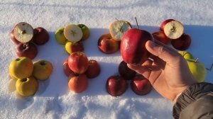 ЗИМНИЕ СОРТА ДЛЯ ХРАНЕНИЯ