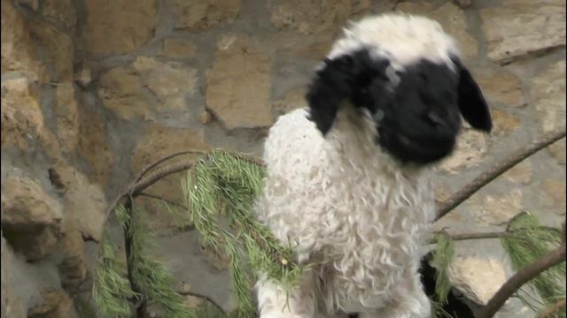 Уэльский барашек в Крыму