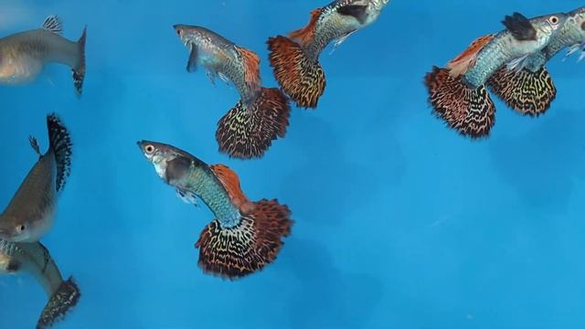 Гуппи Red dragon смотреть онлайн