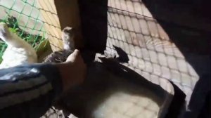 Пропаиваю индюшат метронидазолом.