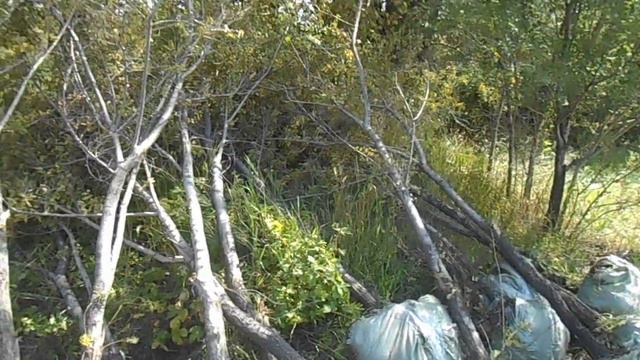 Хапужный бизнес - выкопали деревья для продажи в окрестностях Караганды смотреть онлайн