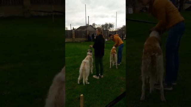 Чемпионат Русской псовой борзой в Черкасах, 8.05.2022 г. смотреть онлайн