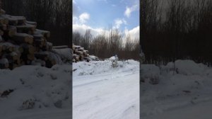 TEMP-1 по древесине