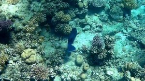 Blue-and-gold triggerfish (Pseudobalistes fuscus), Голубой псевдобалист, Спинорог синеполосый