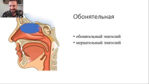 Лор#3. Анатомия носа #2. Пазухи носа.