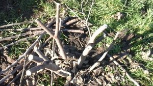 Обрезка инжира