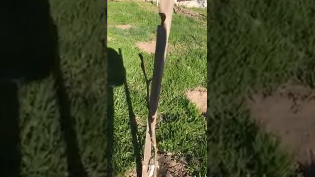 Хурма в Киевской Области смотреть онлайн