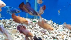 Петушки и скалярии