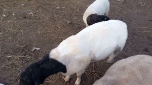 Дорпер чистопородный, после стрижки