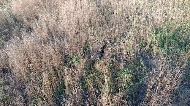 ГРИБЫ и ФАЗАНЫ и ПУТЕШЕСТВИЯ . смотреть онлайн