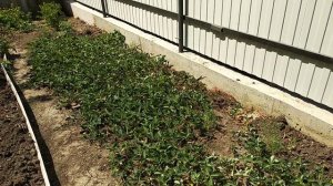 ЖАРА в Краснодаре. Мой  Сад  в начале мая. Переезд в Краснодар.