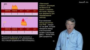 Дубынин В.А. - 100 часов школьной биологии - 2.6. Транскрипция, типы РНК.