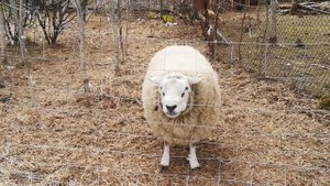 Новый баран , даю альбен (deworming new ram )