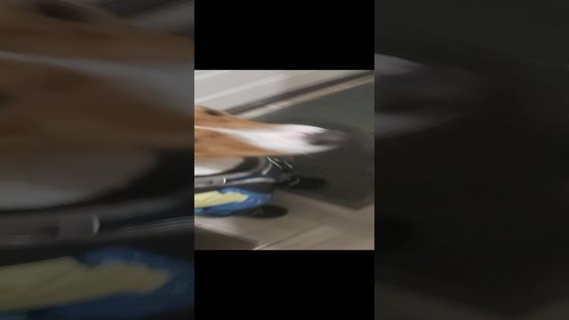 Пёс Мартин порода Басенджи в зимнем костюме и в чёрных сапогах для собак, Собака идёт гулять. смотреть онлайн