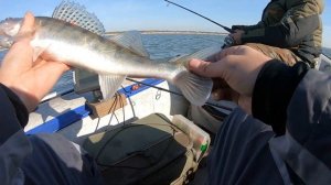 РЫБАЛКА на СУДАКА с лодки в СЕНТЯБРЕ! Рыбалка 2020! (клюет на мандулу)