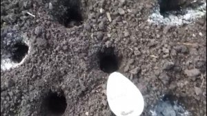 Сажаем лук под зиму. Почему я предпочитаю именно подзимние посадки лука?..