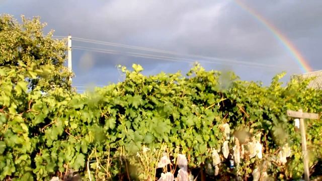 Сад смотреть онлайн