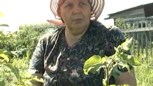 Народные средства борьбы с вредителями. Использование сорняков против белянки