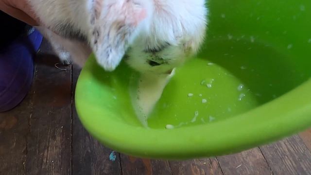 ОКОТ КОЗЫ / Дора родила тройню / Доим козу первокотку / Первый день козлят / Первое кормление козля смотреть онлайн