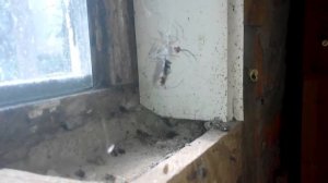 маленький паучек против огромного комара || little spider vs large mosquito