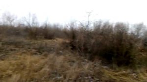 Что будет если встретить в лесу дикого кабана