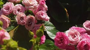 ЛУЧШИЕ РОЗОВЫЕ РОЗЫ ТОП-9