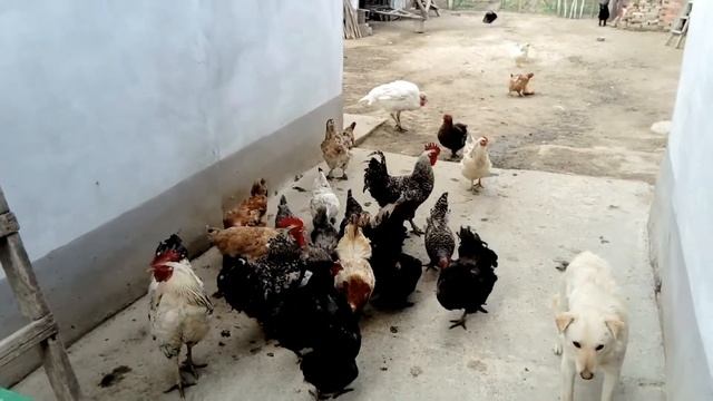 Жил - был пес в Сербии. Среди петухов и поросят смотреть онлайн